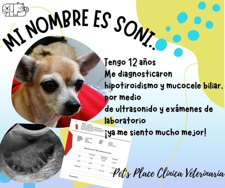 Testimonio de Soni: diagnóstico de hipotiroidismo y mucocele biliar mediante ultrasonido y laboratorio