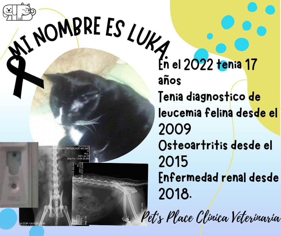 Testimonio de paciente atendido en Place for Pet's