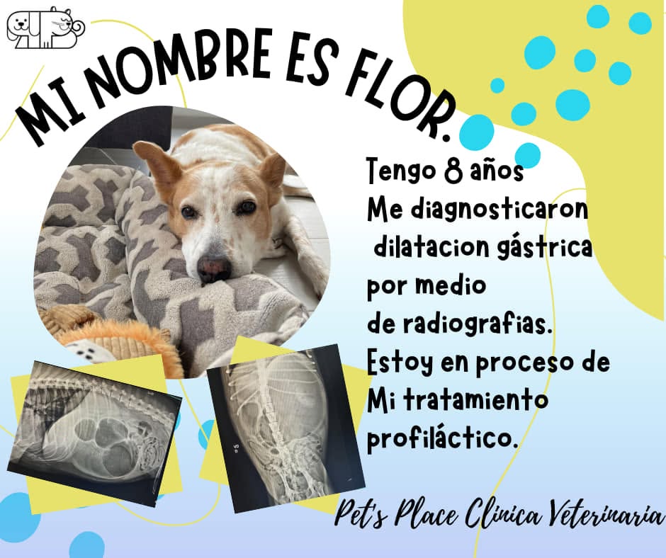 Testimonio de paciente atendido en Place for Pet's