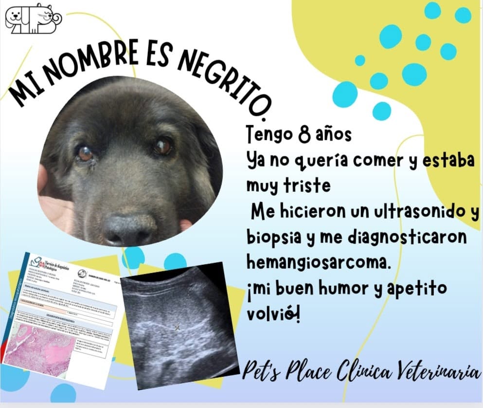 Testimonio de paciente atendido en Place for Pet's