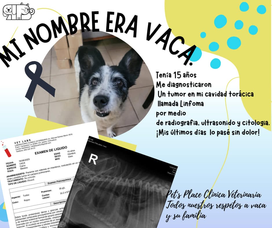 Testimonio de paciente atendido en Place for Pet's